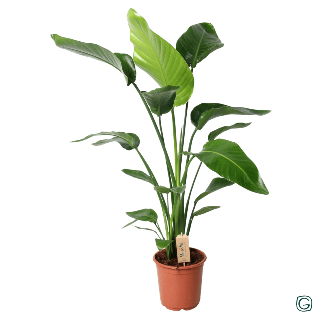 Paradijsvogelplant met brede glanzende bladeren, breed uitstaand, in een terracotta pot.
