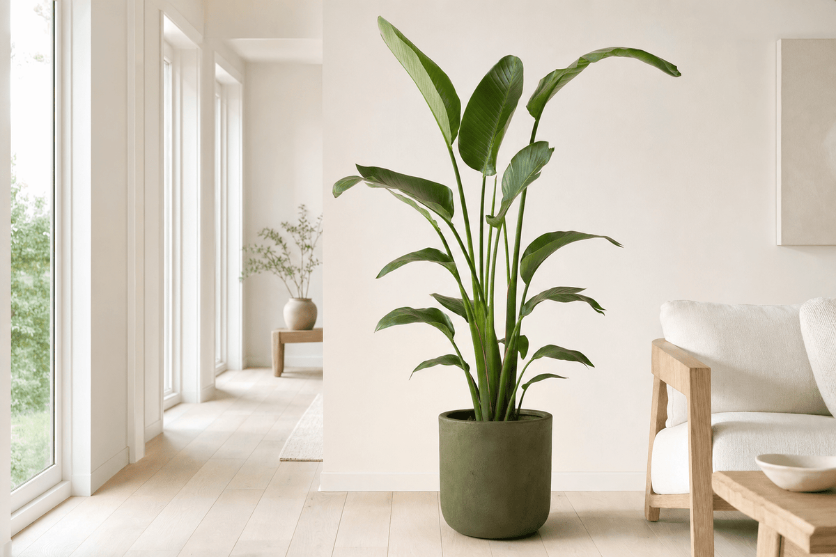 Paradijsvogelplant in een groene pot in een lichte gang met houten vloer.