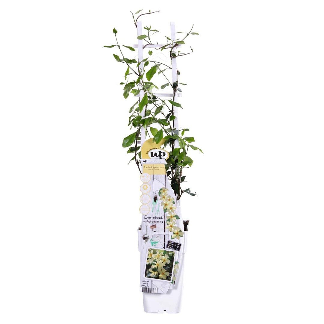 Klimmer geleid langs een rek, met geurende gele bloemen, in transportverpakking.