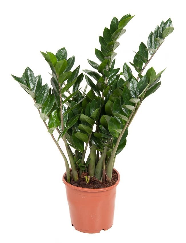 Opgaande stelen met glanzend donkergroen blad, breed uitstaand, in een terracotta pot.